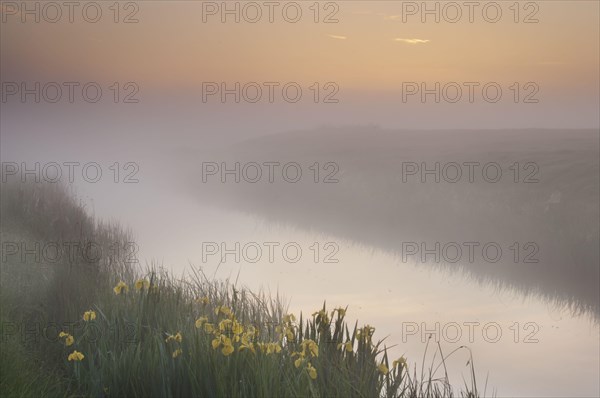 Marsh Iris