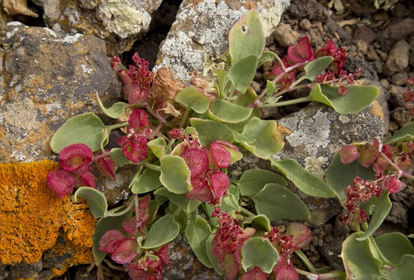 Bladderwrack