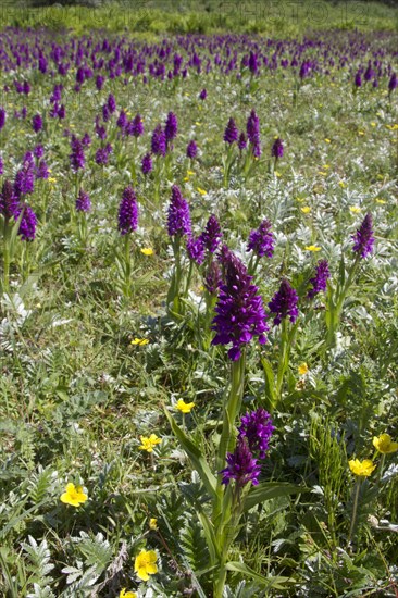 Southern Marsh Orchid