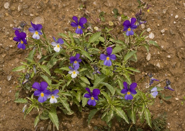 Heartsease