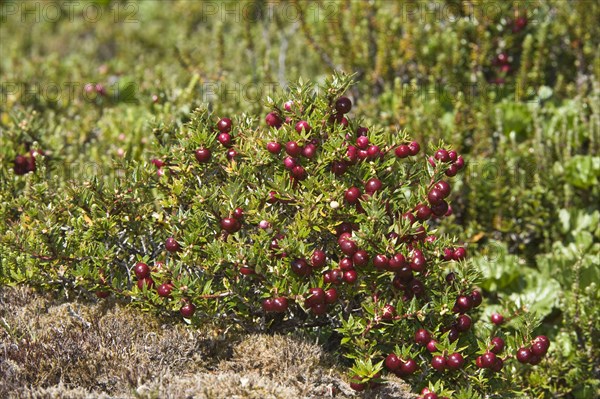 Spiny heather