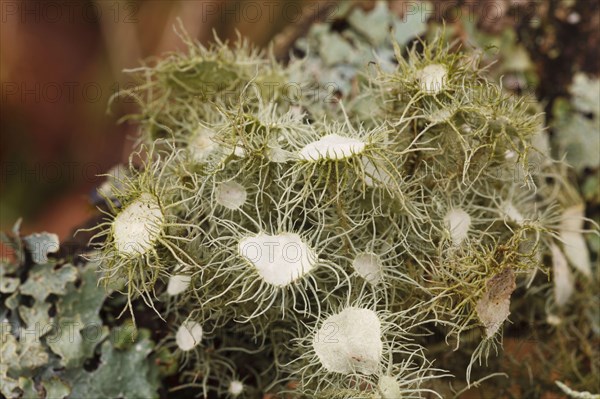 Witch's beard lichen