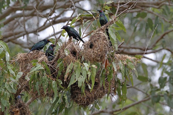 Adult metallic starling