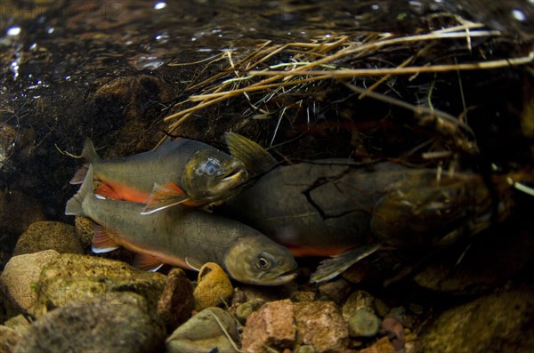 Arctic char