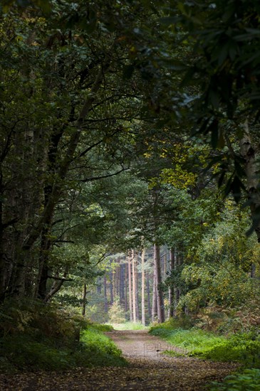 Footpath through mixed deciduous and coniferous woodland habitat