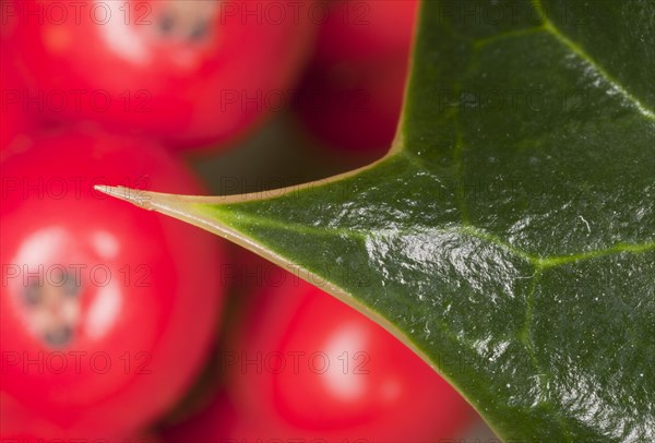 European Holly