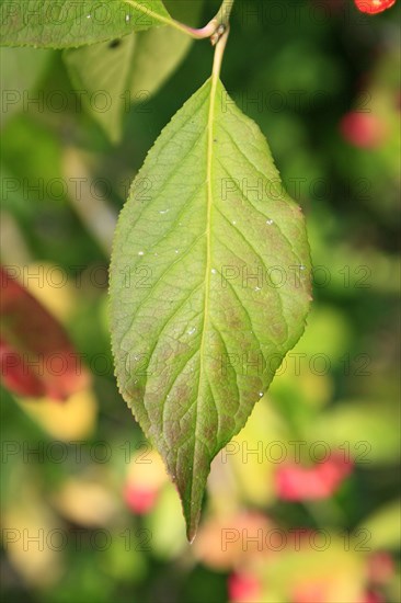 Euonymus europa