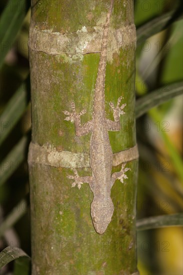 Indo-Pacific Gecko