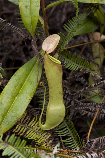 (Nepenthes distillatoria) pitcher plant sri lanka