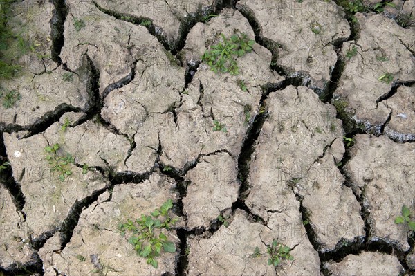 Parched soil with cracks during drought conditions