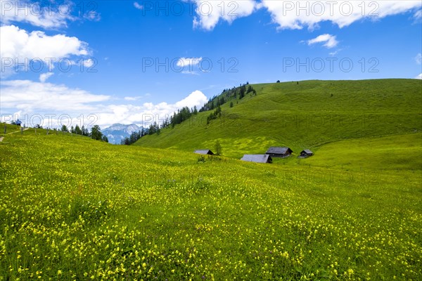 Flower meadow on the Postalm in the Salzkammergut