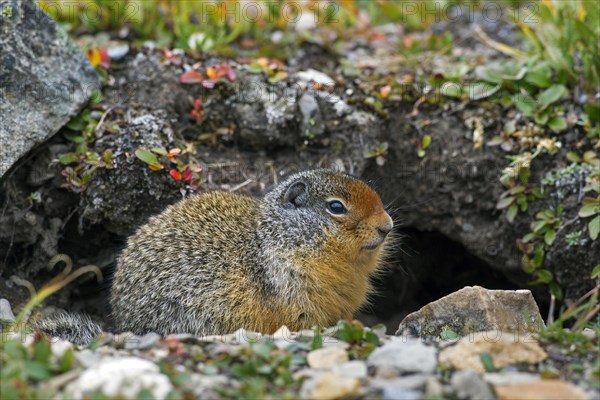 Columbian columbian ground squirrel