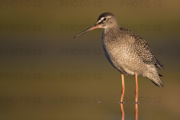 Spotted redshank