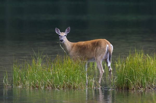 White-tailed deer