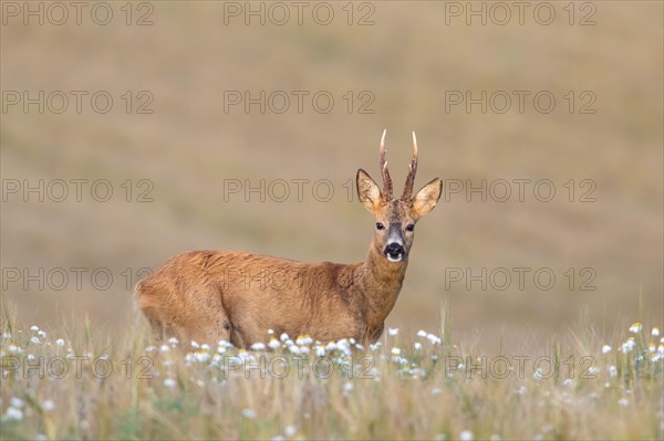 European european roe deer