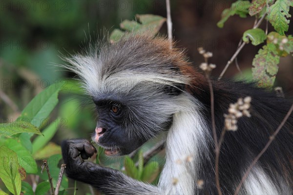 Red colobus monkey