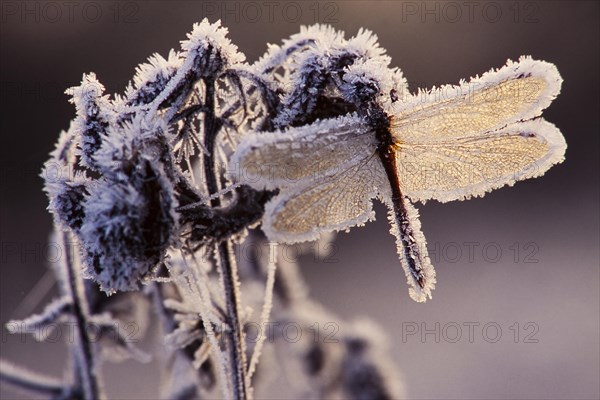 Western Meadowhawk