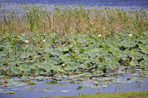 Indian lotus