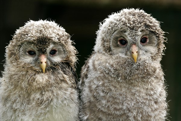 Great Horned Owl