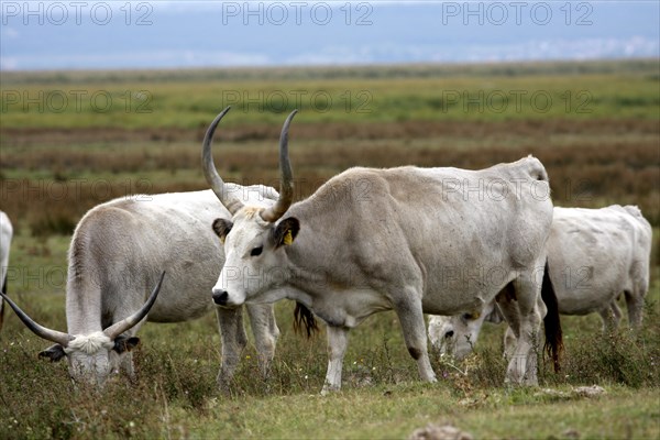 Hungarian grey cattle