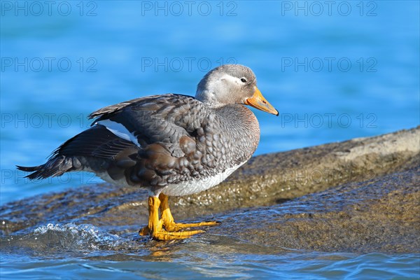 Long-winged steamer duck