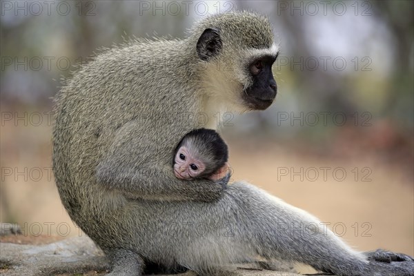 Vervet monkey