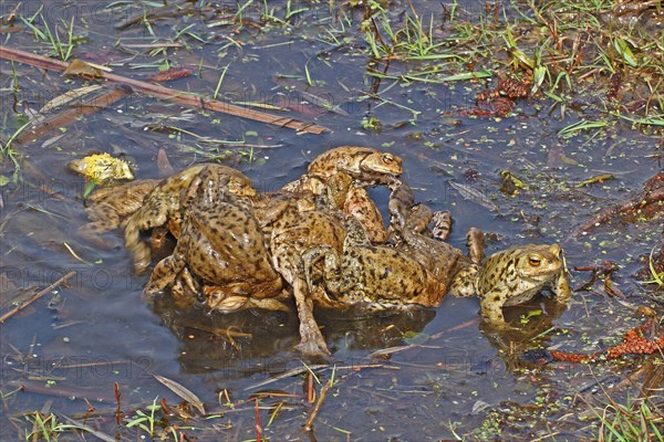 Common toads