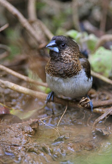 White-rumped Munia