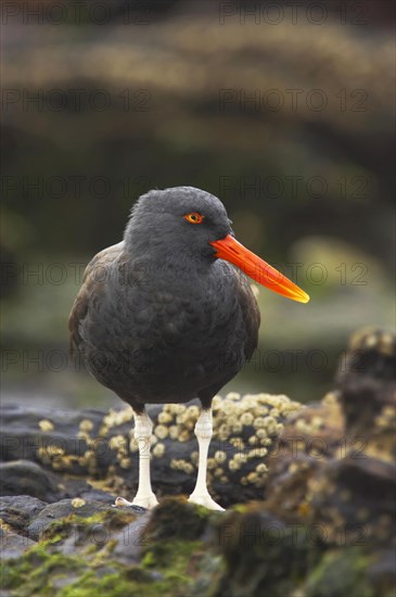 Blackish oystercatcher