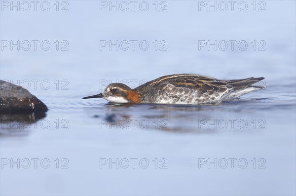 Red-necked phalarope