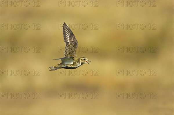 European golden plover