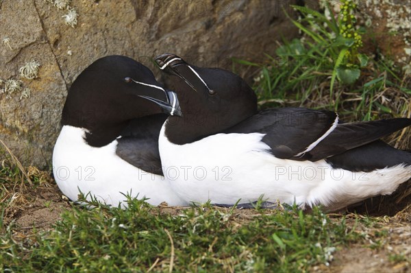 Razorbill