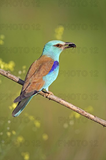 European Roller