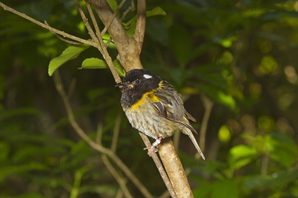 Stitchbird