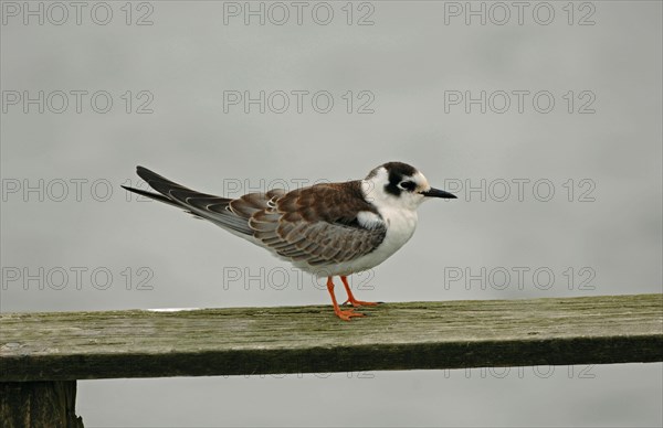 White-winged Black Tern