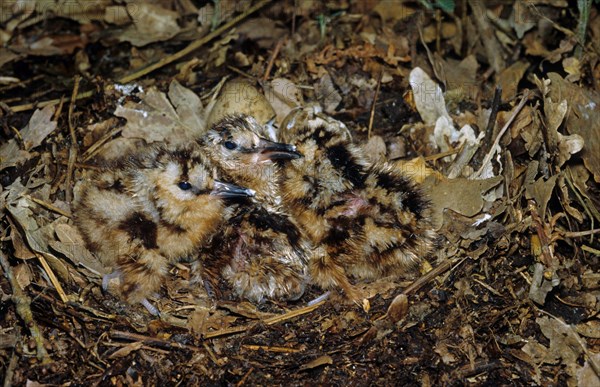 Eurasian woodcock