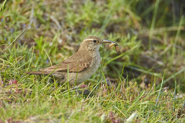 Scaly-throated Earthcreeper