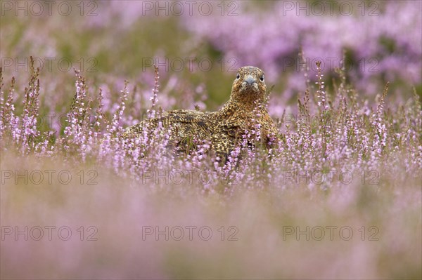 Red Grouse