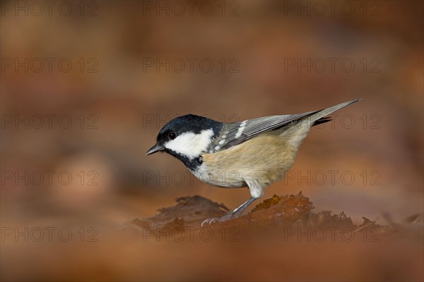 Coal Tit