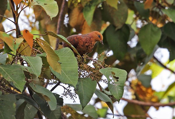 Little Cuckoo Dove