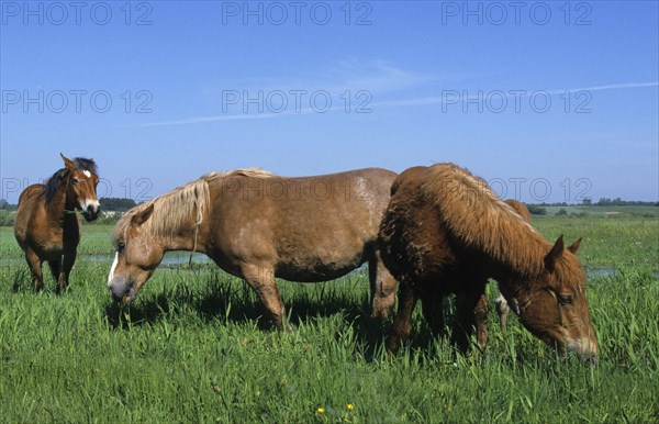 Horse Sokolskie horse feeding in the Biebrza marshes