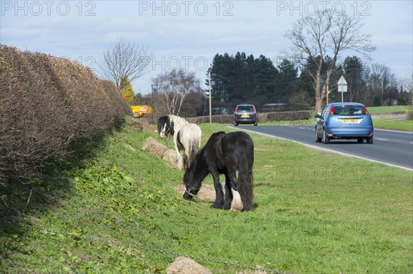 Irish Cob