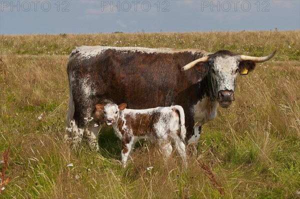 Domestic Cattle