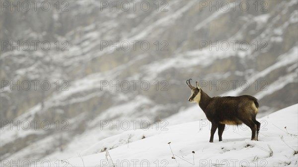 Chamois