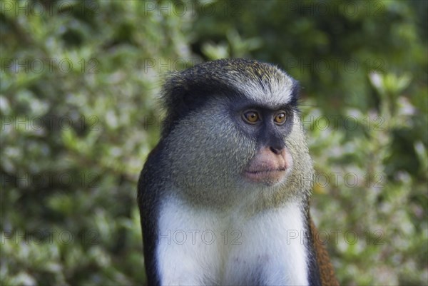 Mona monkey