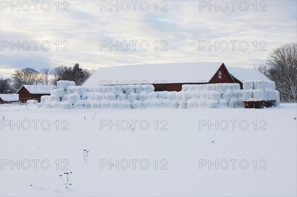 Plastic wrapped round silage bales