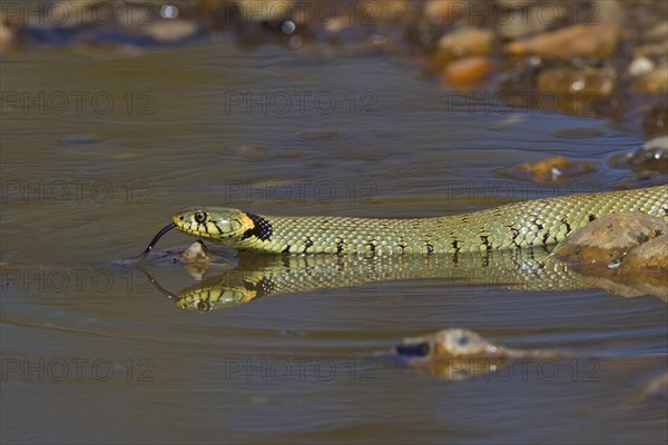 Grass snake