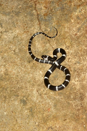 Adult Malayan banded wolf snake