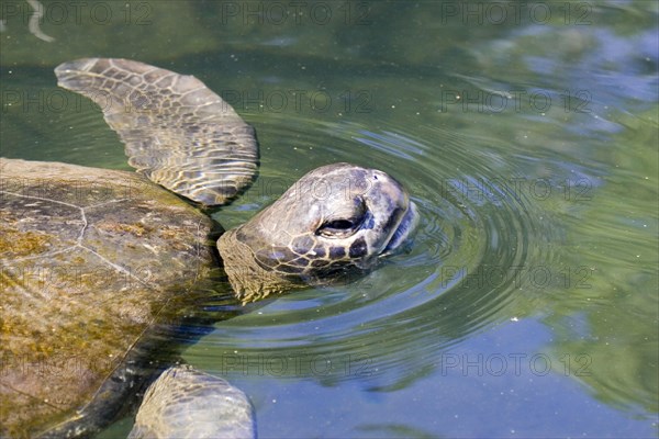 Chelonia mydas agassizi