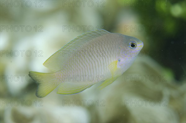 Ambon Damselfish